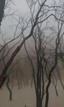 Misty Flooded Forest with Bare Trees in Foggy Wetland Landscape Stock-Fotos