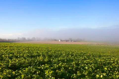 Misty fodder crops Stock Photos