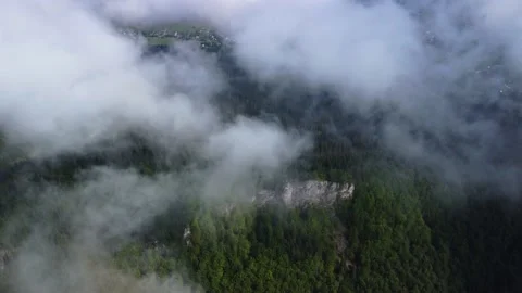 Misty fog over pine tree forest. Aerial footage of spruce forest trees on the Video stock 217396895