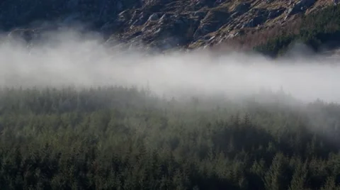 Misty Fog over pine trees 스톡 동영상 46757780