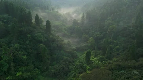 Misty fog rolling across a dense tropical jungle valley Stock-Footage 341328592