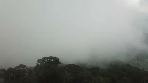 Misty forest 1 (birds) 動画素材 165189971