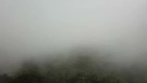 Misty forest 3 (backwards) 動画素材 165189969