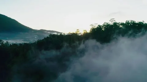 Misty forest 3 動画素材 288237175