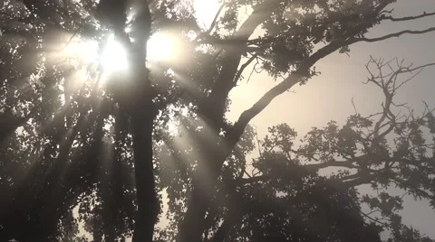 Misty forest in 4k Stock Footage 41765867