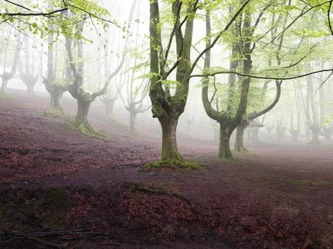 Misty forest of ancient beech trees with green leaves - A wide shot of a tr.. 스톡 사진
