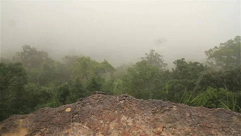 Misty forest and cliff Stock Footage 282757479