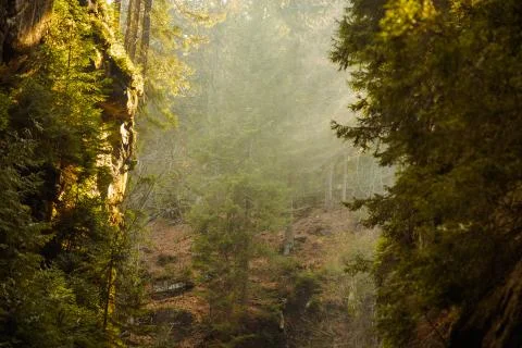 Misty forest and sun rays in mountain canyon Stock Photos