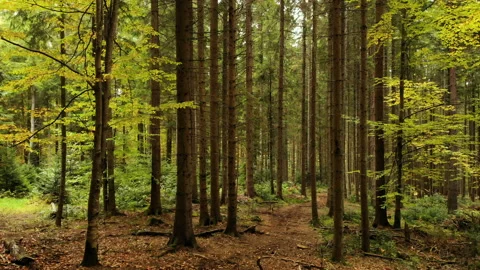 Misty forest autumn rays sunlight trees Stock-Footage 122374406