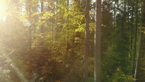 Misty forest autumn rays sunlight trees Stock-Footage 122383283