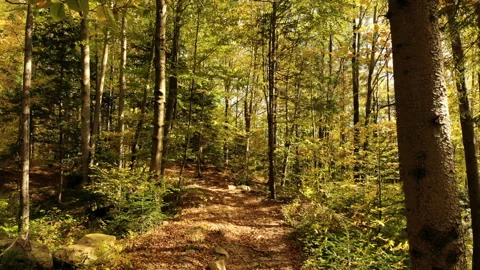 Misty forest autumn rays sunlight trees Stock-Footage 122389169