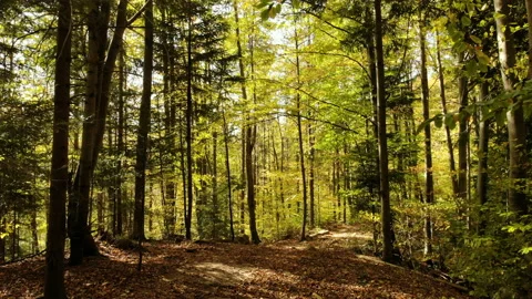 Misty forest autumn rays sunlight trees Stock-Footage 122391274