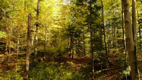 Misty forest autumn rays sunlight trees Stock Footage 122393166