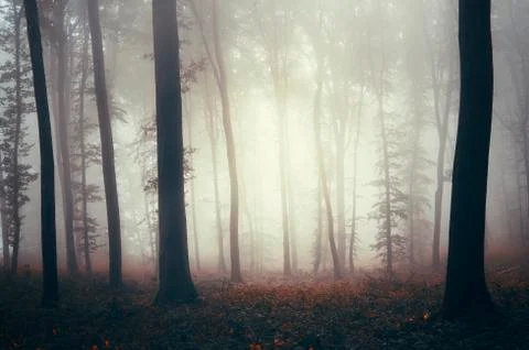 Misty forest background Stock Photos