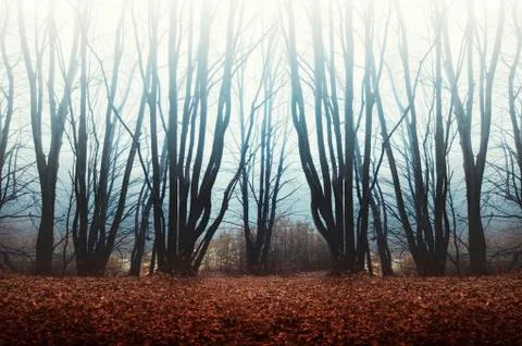 Misty forest background Stock Photos