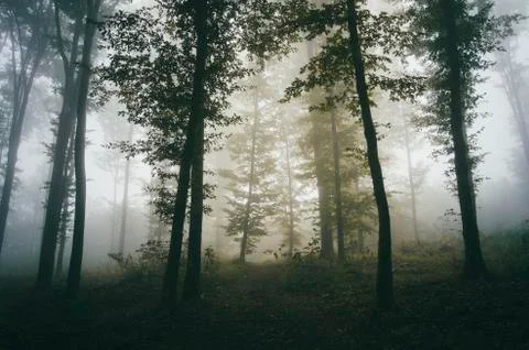 Misty forest background Stock Photos
