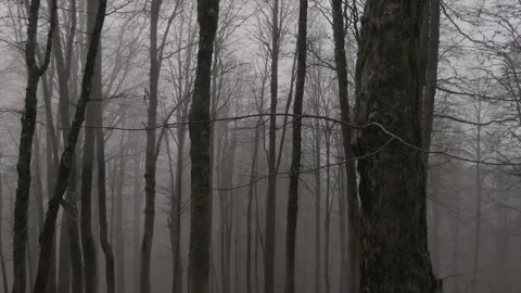 Misty forest backward Stock Footage 157485135