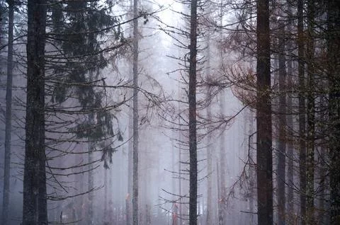 Misty Forest with Bare Trees and Fog Foto stock