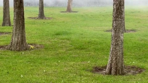Misty forest with bare trees on grassy ground 動画素材 335647276