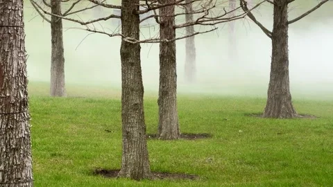 Misty forest with bare trees on grassy ground Stock Footage 345238198
