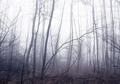 Misty forest with bare trees Stock Photos