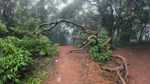 Misty Forest with Branches and Leaves Stock Photos