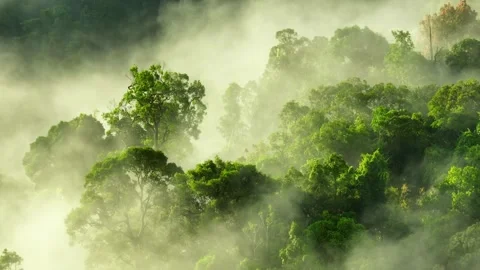 Misty forest canopy from above, bathed in soft light. Stock Footage 308434726