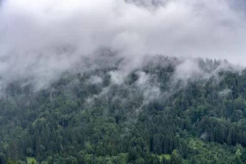 Misty Forest Canopy: Ethereal Clouds Over Dense Trees Stock Photos