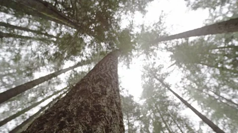 Misty Forest Canopy to Forest Floor Stock Footage 58170400