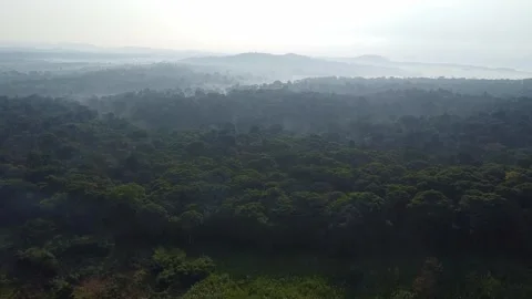 Misty Forest Canopy with Lush Greenery and Distant Mountainous Landscape View Stock Footage 314473090