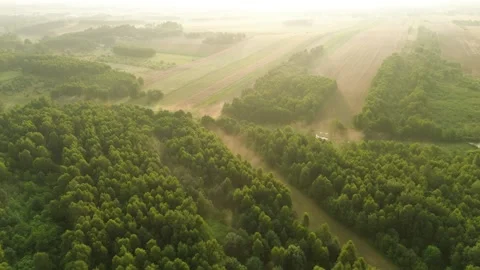 Misty forest canopy seen from above Stock Footage 292239472