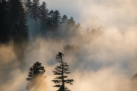 Misty forest canopy with sunbeams piercing through the fog at dawn. Adjara .. Stock Photos