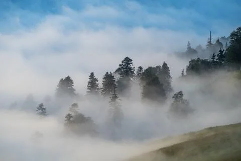 Misty forest canopy with sunbeams piercing through the fog at dawn. Adjara .. Stock Photos