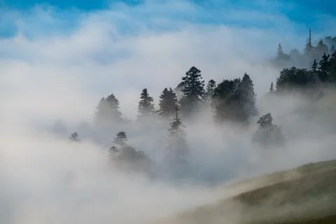 Misty forest canopy with sunbeams piercing through the fog at dawn. Adjara .. Stock Photos