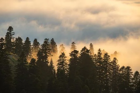 Misty forest canopy with sunbeams piercing through the fog at dawn. Adjara .. Stock Photos