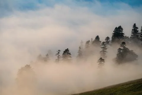 Misty forest canopy with sunbeams piercing through the fog at dawn. Adjara .. Stock Photos