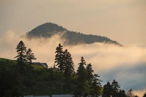 Misty forest canopy with sunbeams piercing through the fog at dawn. Adjara .. Stock Photos