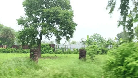 Misty Forest Canopy Through Rain Stock-Footage 343909074