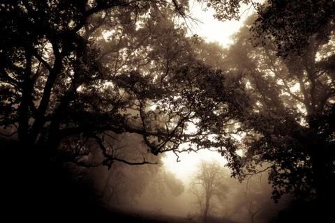 Misty forest dark Stock Photos