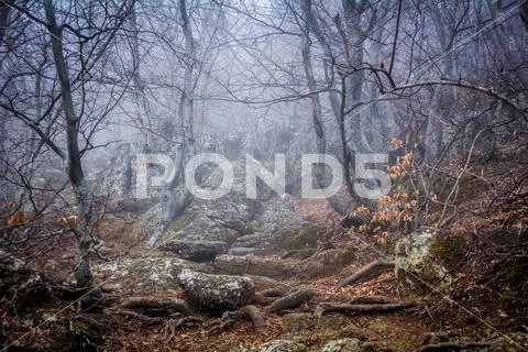 Misty forest in the Demerdzhi mountain range in the Valley of ghosts Stock Photos