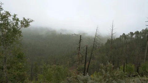 A misty forest in an enchanted valley Stock Footage 97201055