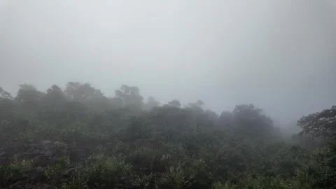Misty Forest, Enigmatic &amp; Serene Stock Footage 292161997