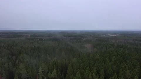 Misty Forest In The Fall Stock Footage 170507868