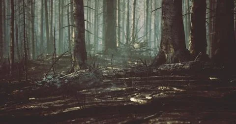 Misty forest with fallen trees and dense, tranquil foliage Stock Illustration