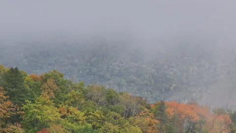 Misty Forest Filled With Trees Video stock 265827268