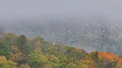 Misty Forest Filled With Trees Foto stock