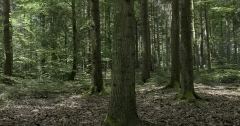 Misty Forest Floor, Static Shot Stock Footage 331596862