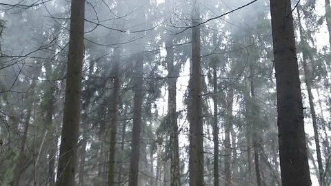 Misty forest fog Video stock 100787403