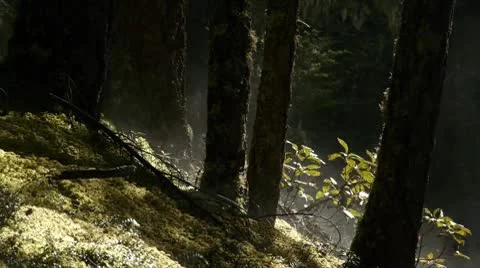 Misty Forest 스톡 동영상 10735986