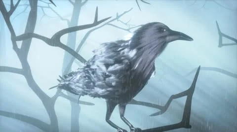 Into the Misty Forest Stock Footage 22178577